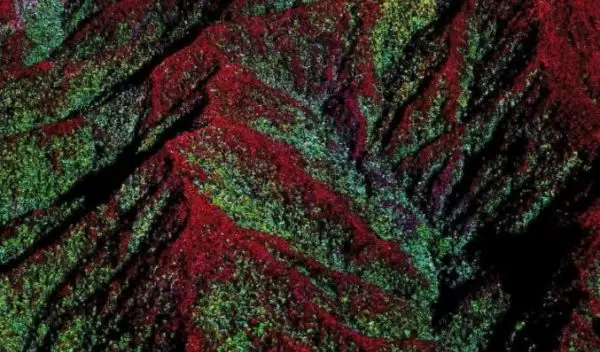 leaf nutrient concentrations for Mt. Kinabalu