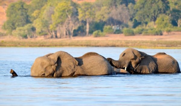 African elephants in the Chobe River