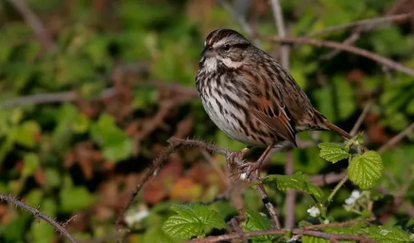 bird on a tree branch