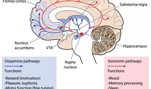 brain activity diagram