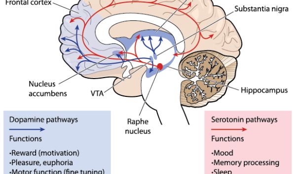 brain activity diagram