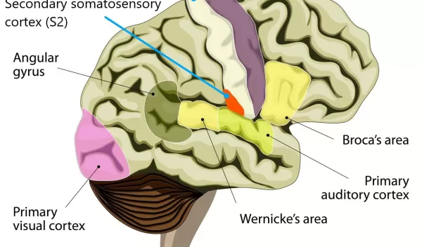 parts of the brain