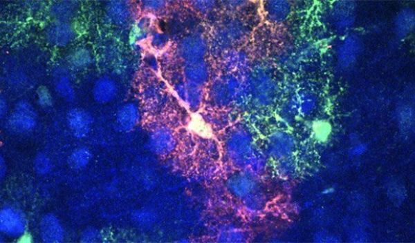 astrocytes cells in mice