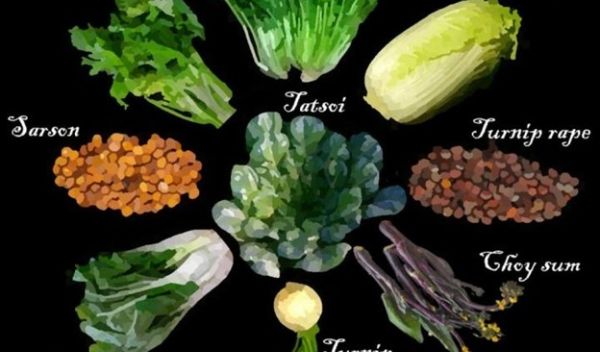 Nine examples of domesticated Brassica rapa, a species humans have bred into root vegetables.