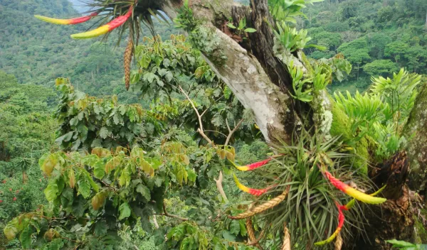 photo of tropical forest