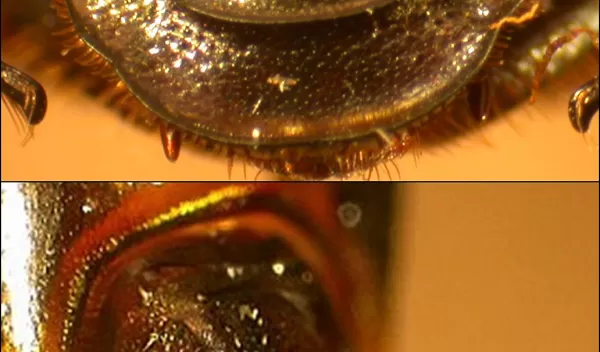 Photo of dung beetle males examined in the study.