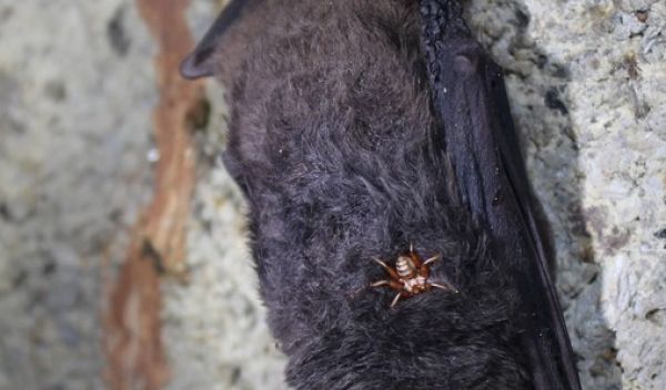 Blood-sucking flies may be following chemicals produced by skin bacteria, even in bats.
