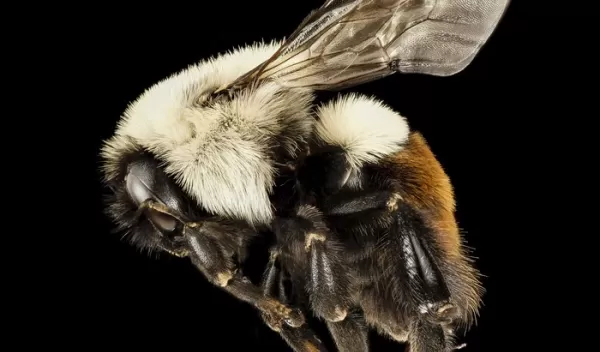 The common eastern bumble bee served as the taste-tester in a nectar preference experiment.