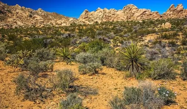 Mojave Desert