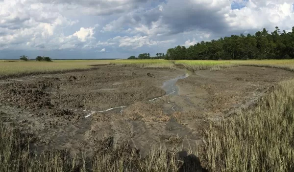 southeastern salt marsh