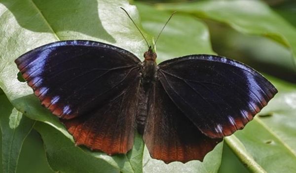 butterfly