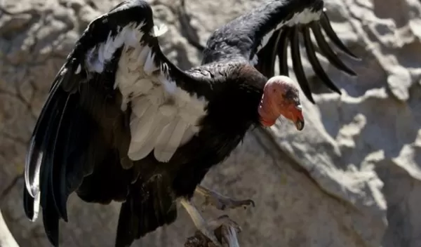 a California condor