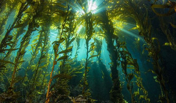 Researchers are finding that giant kelp is crucial to California coastal ecosystems.â¯