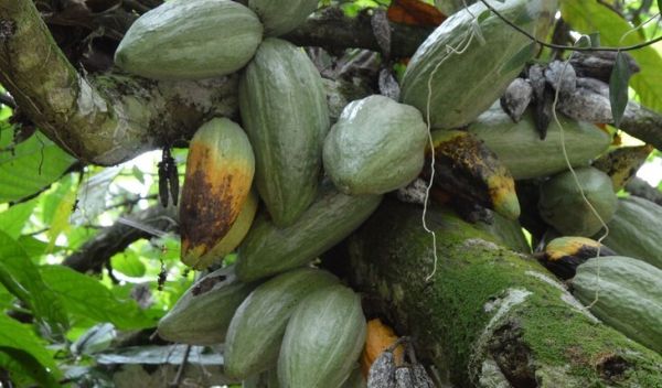 Genomic structural variants are associated with resistance to pathogens like black pod rot, shown here.