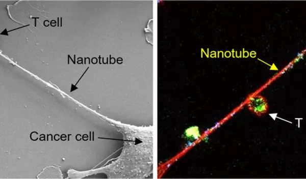 Scientists observe cancer cells removing mitochondria from immune cells.