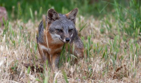 fox