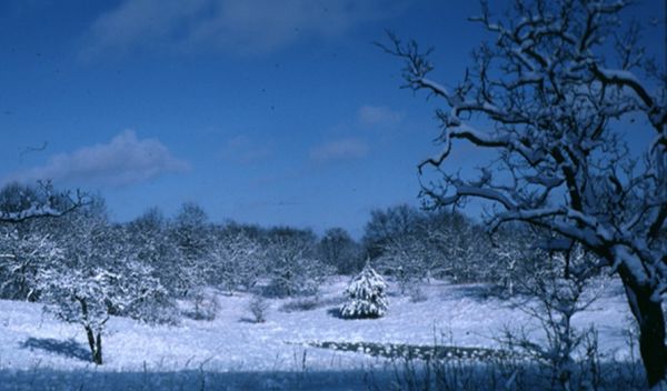 Winter in the oak savanna at NSF's Cedar Creek Long-Term Ecological Research site.