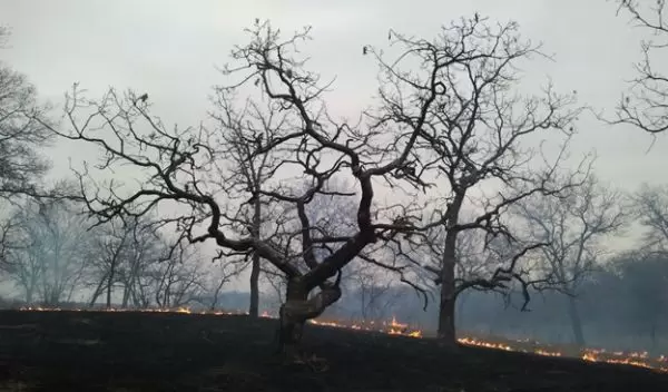 Savanna bur oaks