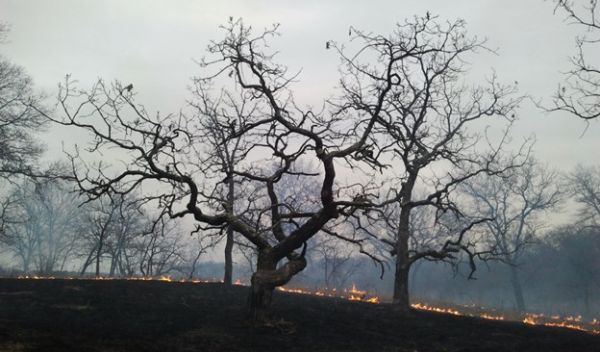 Savanna bur oaks