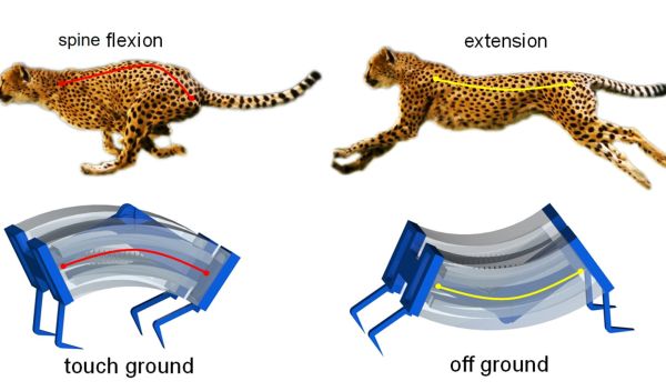 cheetah and soft robot