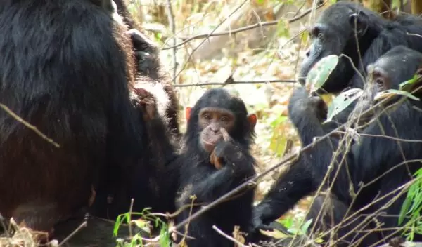Photo of a baby chimp and adult chimps.
