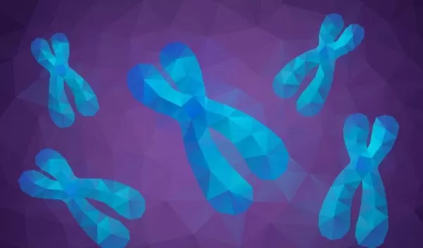 chromosomes