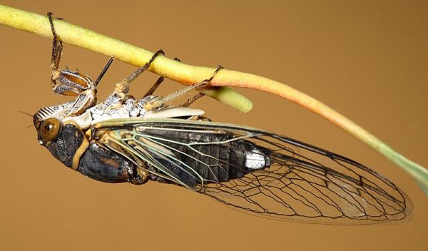 Photo of a cicada feeding on a plant in Tucson, Ariz.