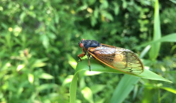 Cicada on a leaf