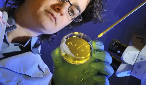 Researcher Carla Finkielstein examines mutations of circadian proteins.