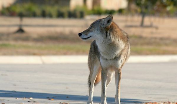 Urbanization is causing many mammal species to grow bigger, possibly because of readily available food.