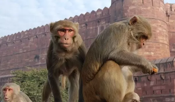 Rhesus macaques wander in the city of Agra