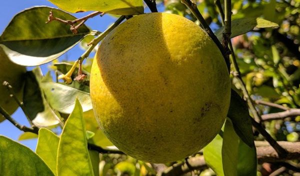 fruit on a tree