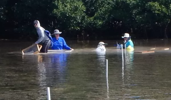 scientists associated with the project collect lucinid clams