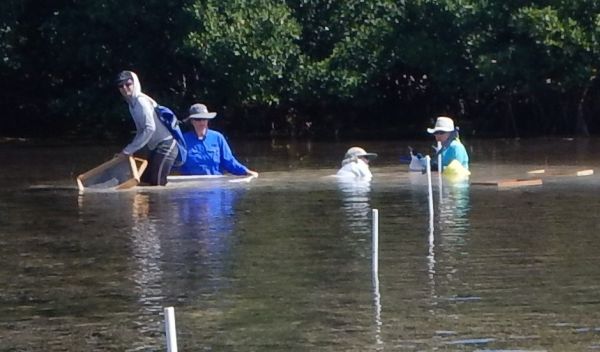 scientists associated with the project collect lucinid clams