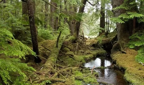 a stream in the forest