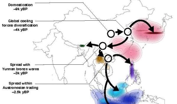 map shows the spread of rice into both northern and southern Asia
