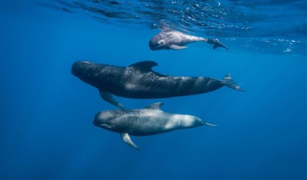 Long-finned pilot whales in the Northeast U.S. shifted poleward as water temperatures warmed.