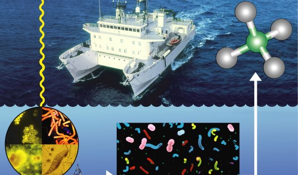 A conceptual view of a new pathway for methane production in the oceans.