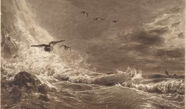 birds flying over the ocean