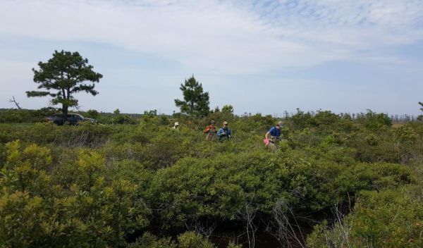 researchers surveying plants