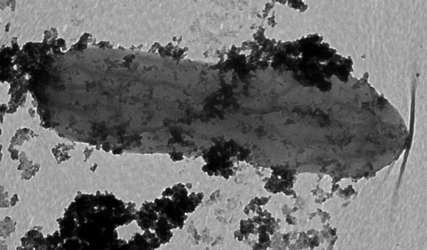 Geobacter cell