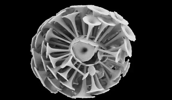 tiny algae called coccolithophores, this is Discosphaera tubifera