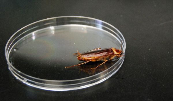 The American cockroach may point the way to a new understanding of uric acid metabolism.