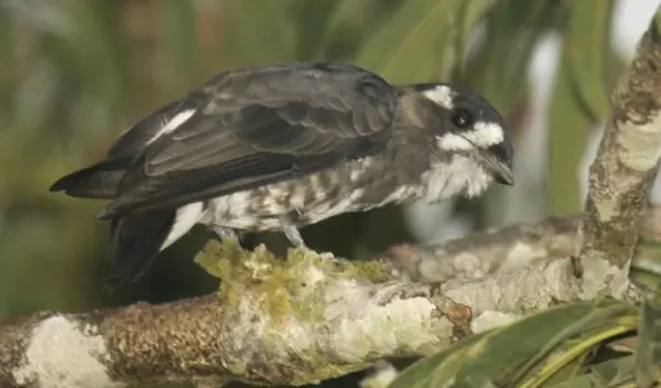 white-browed purpletuft