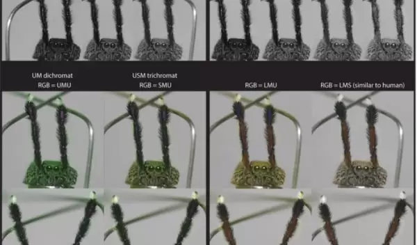 Color contrasts visible to a male jumping spider, left, compared to birds and people, right.