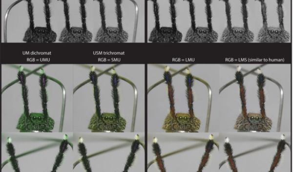 Scientists find a colorful jumping spider that is color blind •