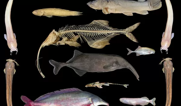 Photo of species-rich assemblage of fishes in the lower Congo River.