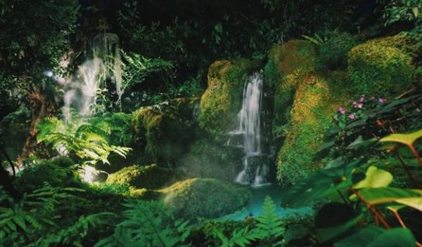 green ferns