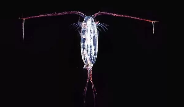 Copepods offer valuable insights into how ocean species adapt to climate change.