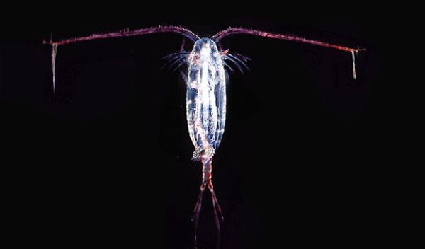 Copepods offer valuable insights into how ocean species adapt to climate change.